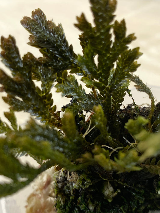 Selaginella copper top
