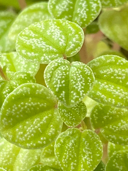 Peperomia Antoniana "Green"