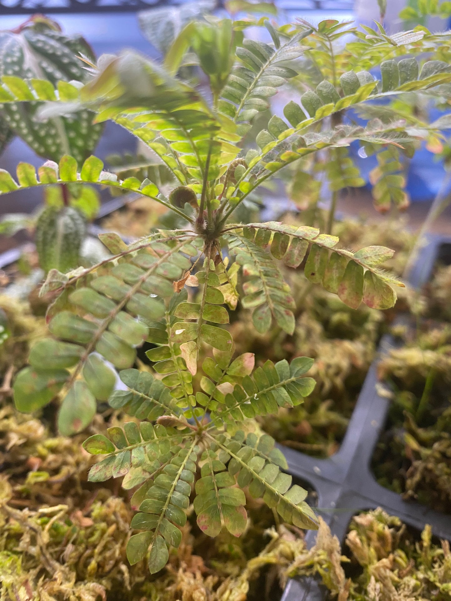 Biophytum sensitivum