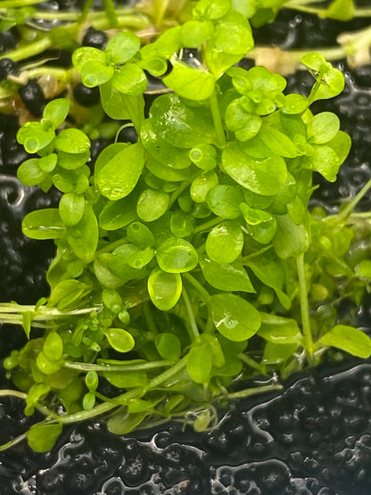 Micranthemum monte carlo