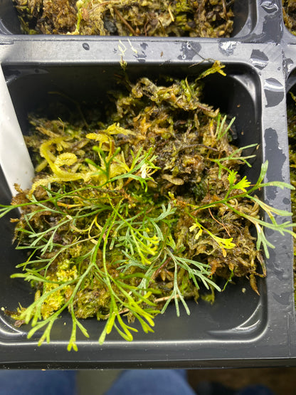 Elaphoglossum Peltatum "Type 2"