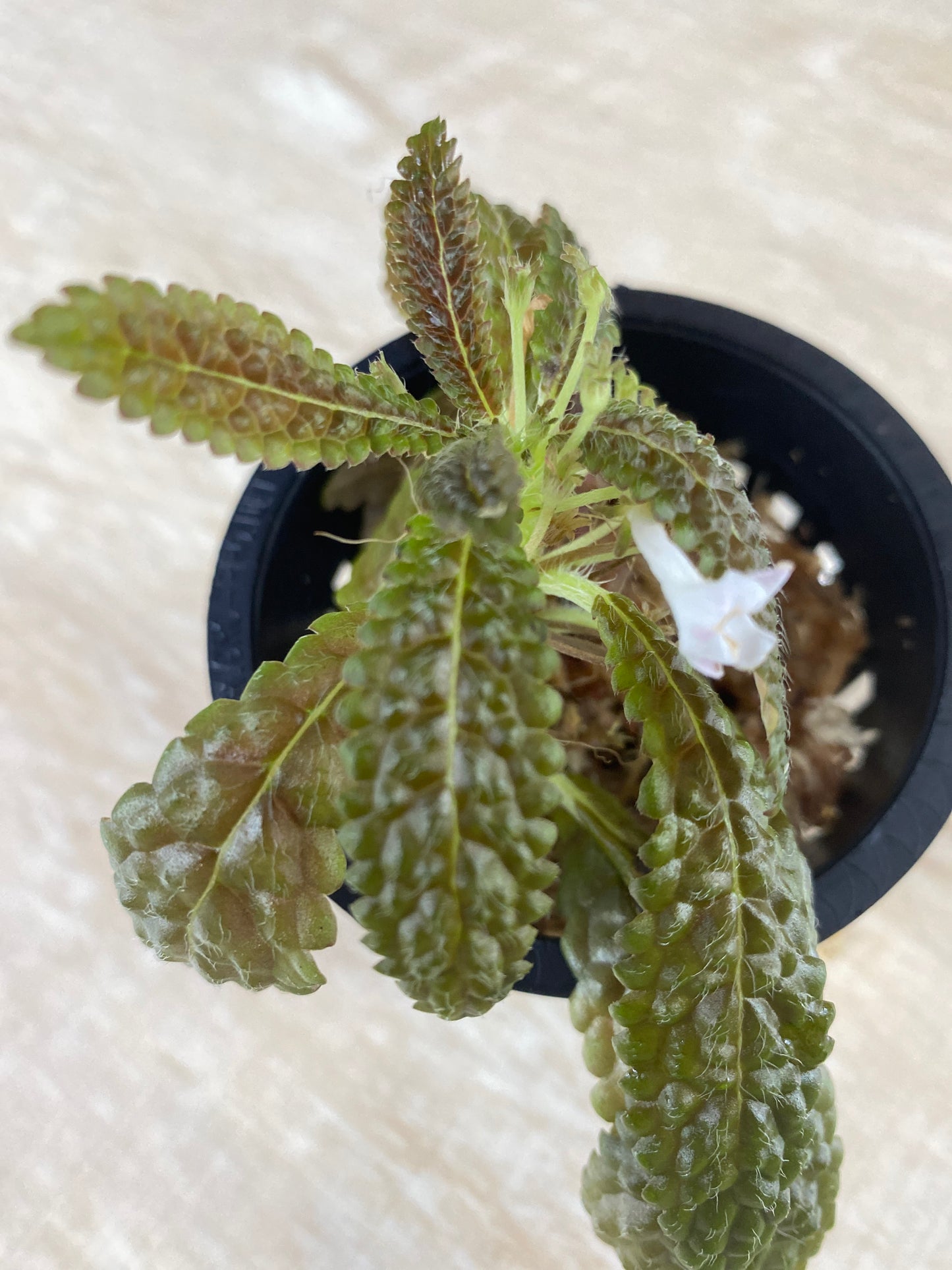 Nautilocalyx pemphidius