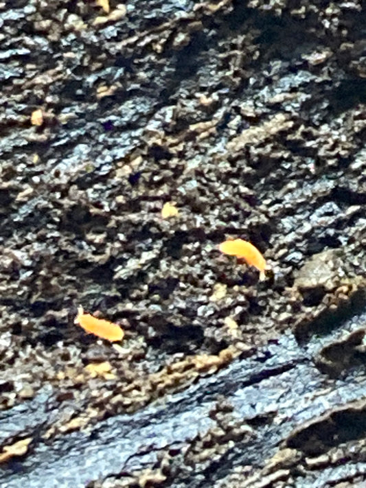 Neanura growae (Florida Orange Springtails)- 4oz deli cup culture