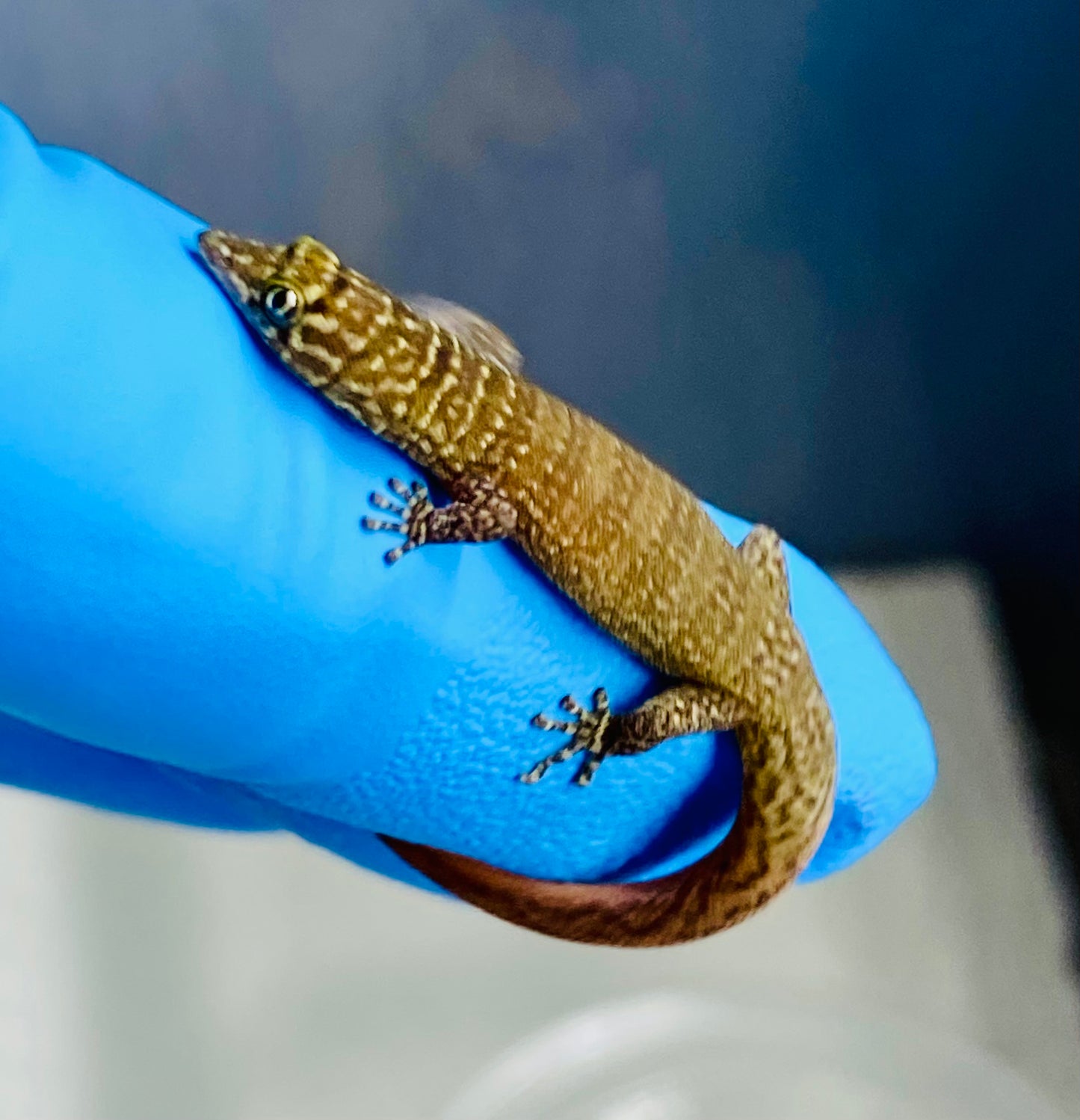 Elegans (Sphaerdactylus Elegans)