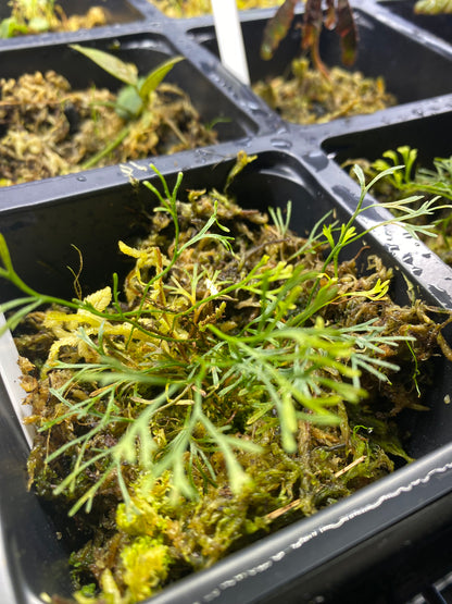 Elaphoglossum Peltatum "Type 2"