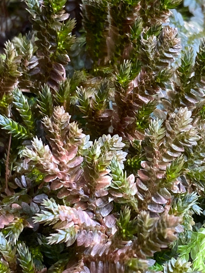 Selaginella sp. "Tarapoto Dark" (Club Moss)