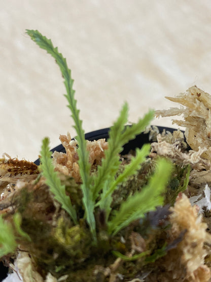 Cochlidium serrulatum