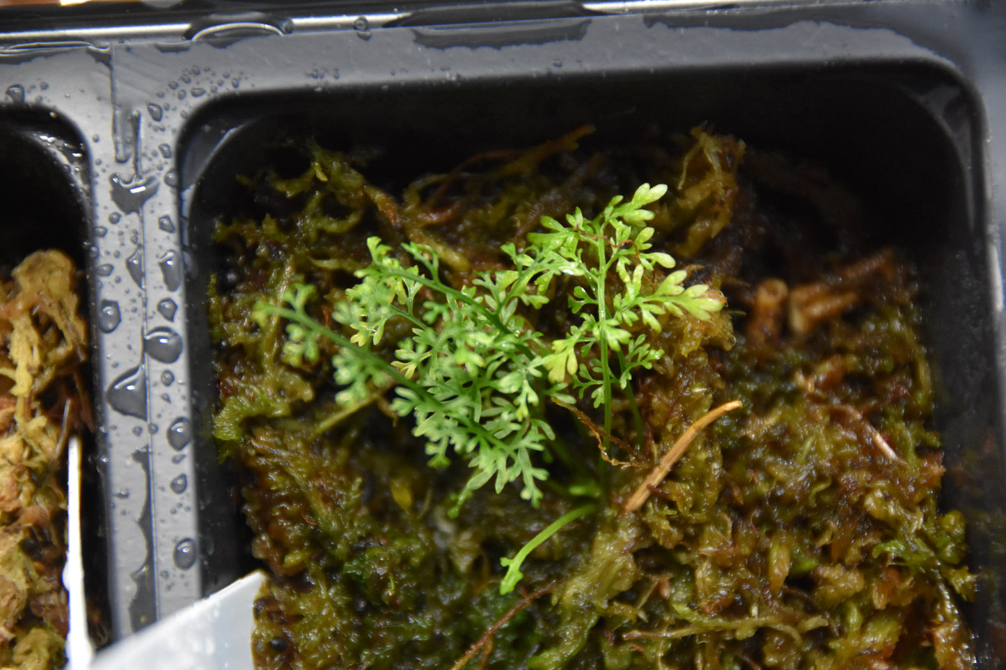 Asplenium aff. fragrans