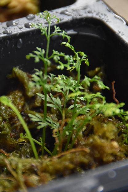 Asplenium aff. fragrans