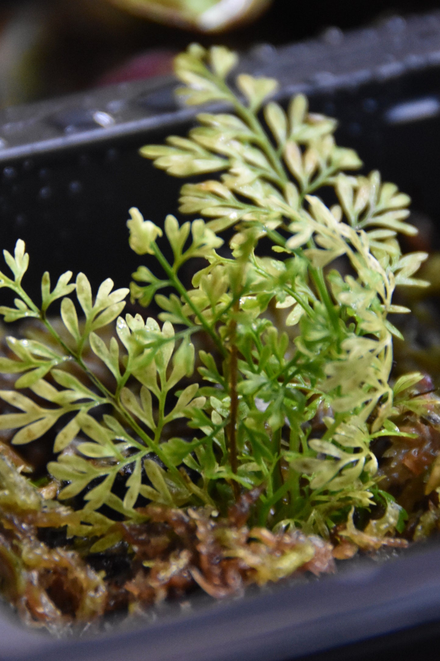 Asplenium aff. fragrans