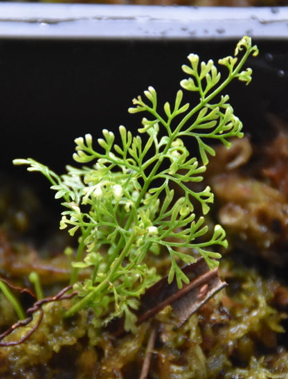 Asplenium aff. fragrans