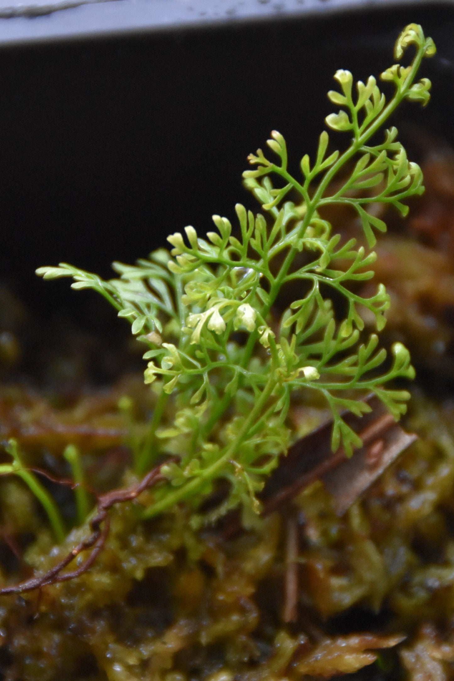 Asplenium aff. fragrans