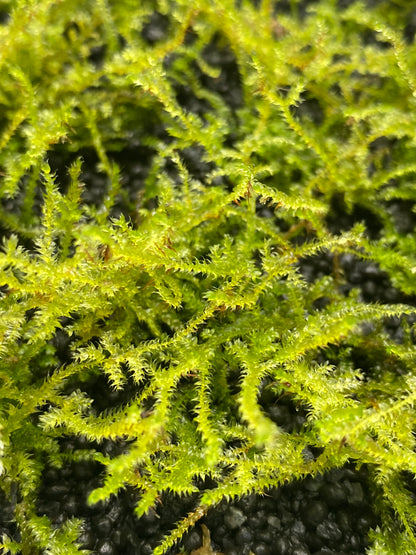 Vesicularia montagnei "Christmas Moss"