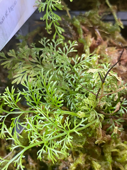 Asplenium aff. fragrans