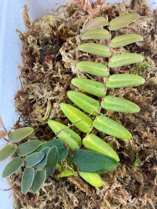 Marcgravia sp. "White Margin Colombia"
