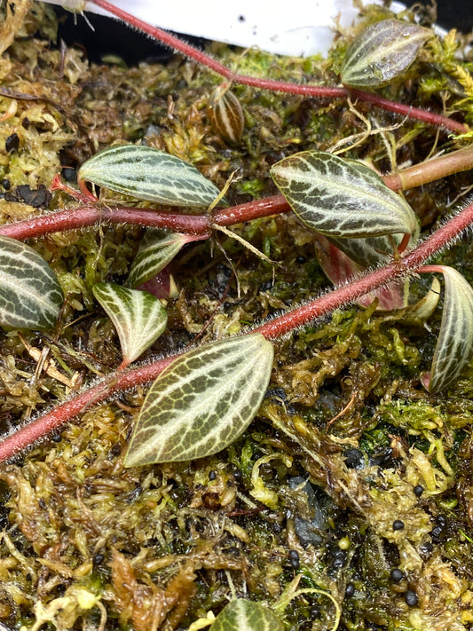 Peperomia aff Bicolor Ecuador