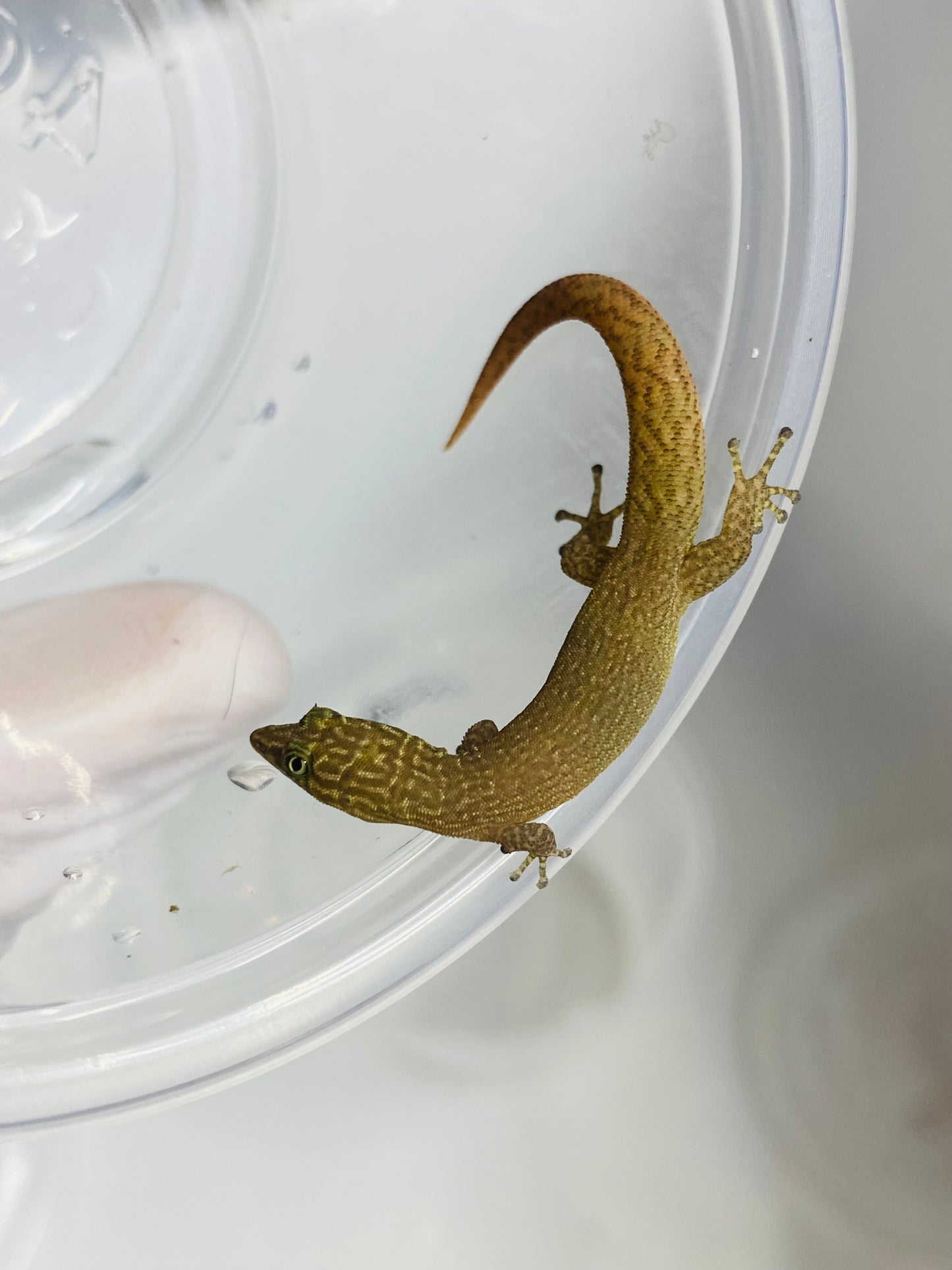 Elegans (Sphaerdactylus Elegans)