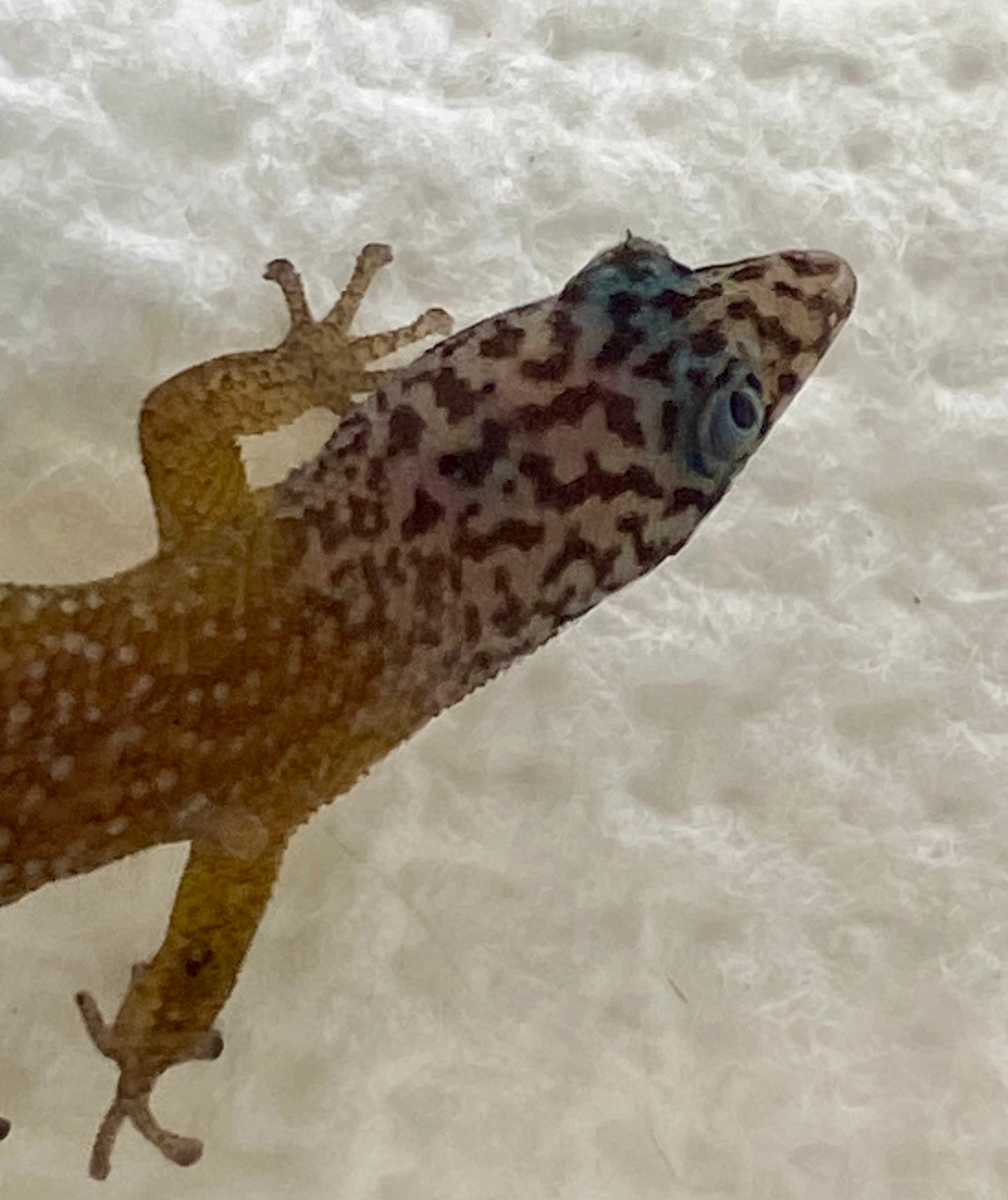 Sphaerodactylus
 Fantasticus Fantasticus