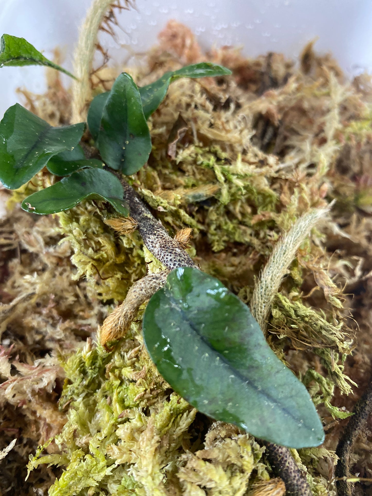 Microgramma vaccinifolia