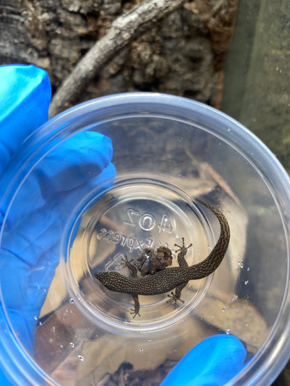 Elegans (Sphaerdactylus Elegans)