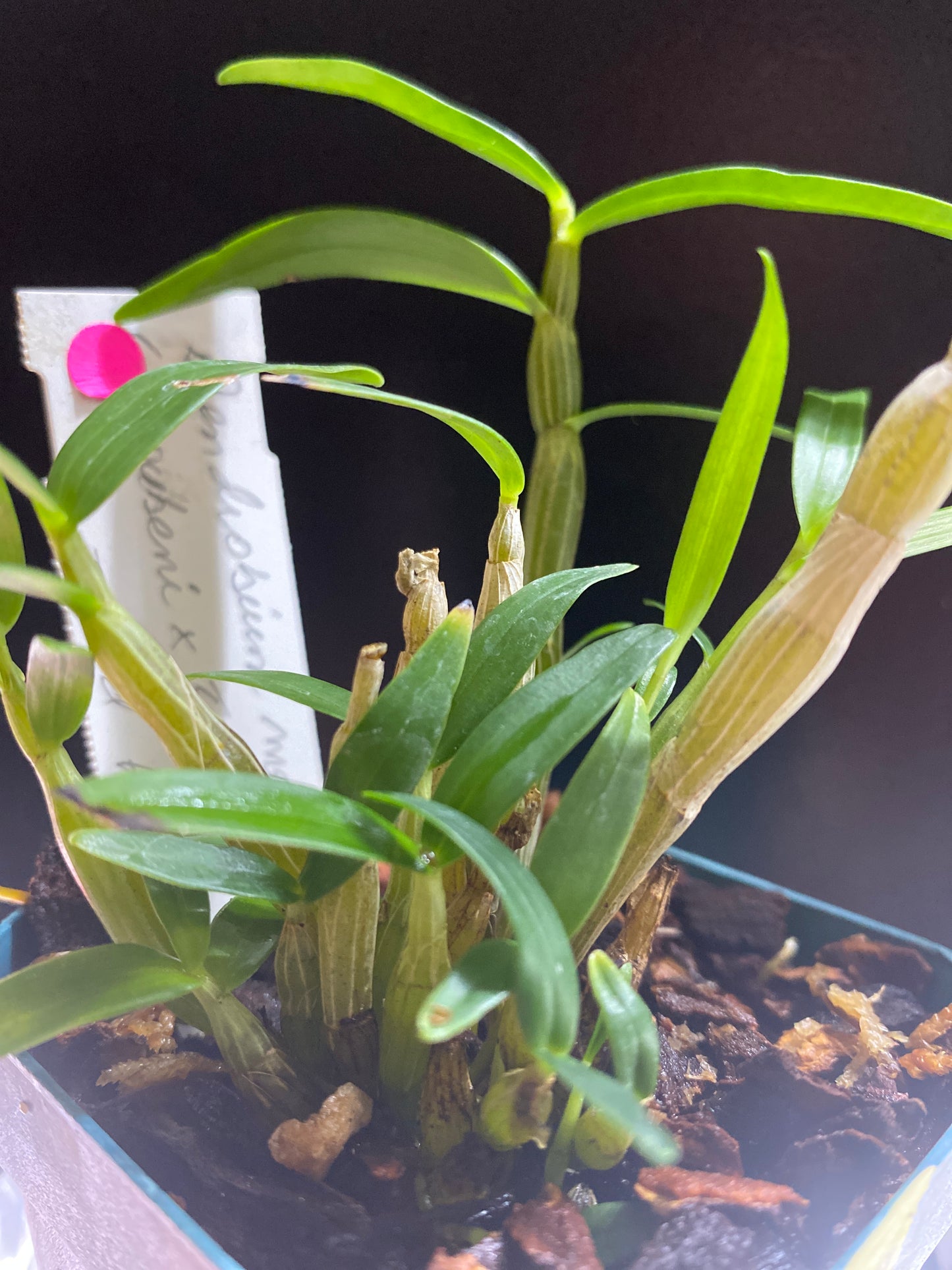 Dendrobiuo monilorme (kyoubeni x Tsubaki Hime) Red Form