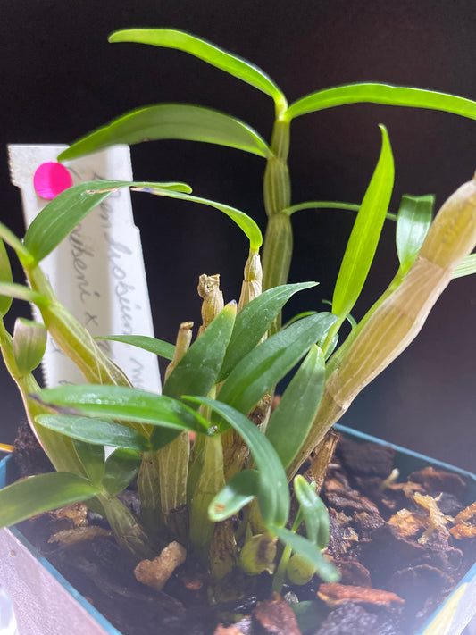 Dendrobiuo monilorme (kyoubeni x Tsubaki Hime) Red Form