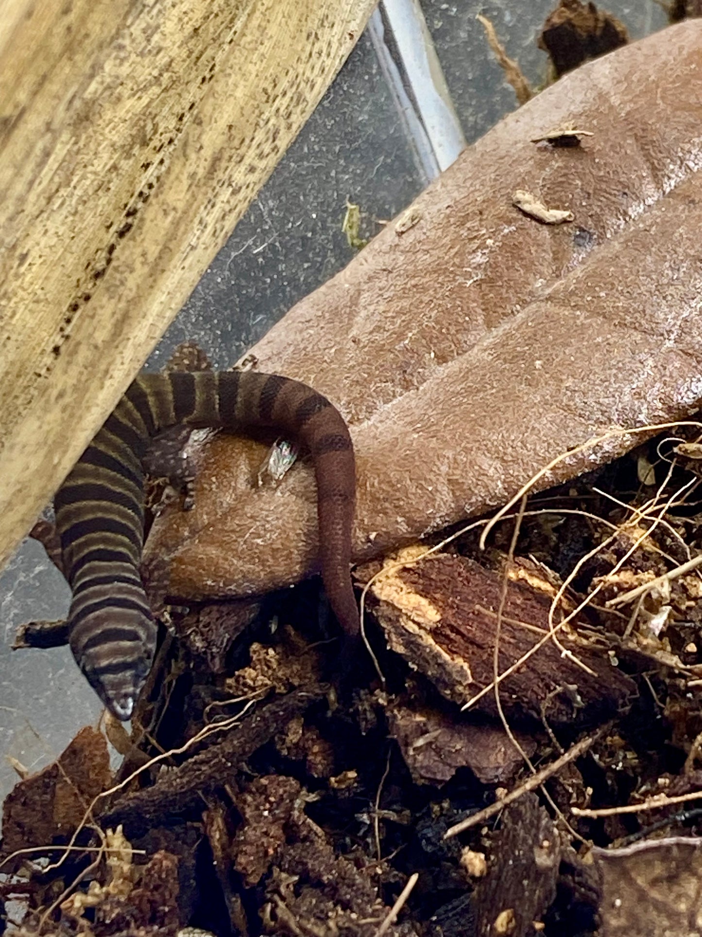 Elegans (Sphaerdactylus Elegans)