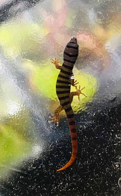 Elegans (Sphaerdactylus Elegans)