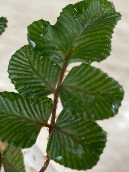 Danaea sp. Northern Peru