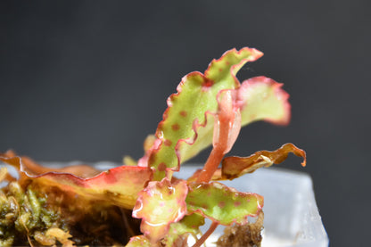 Begonia amphioxus