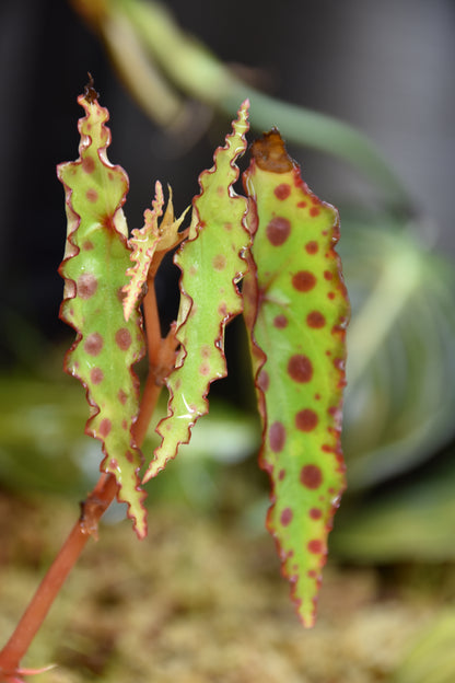 Begonia amphioxus