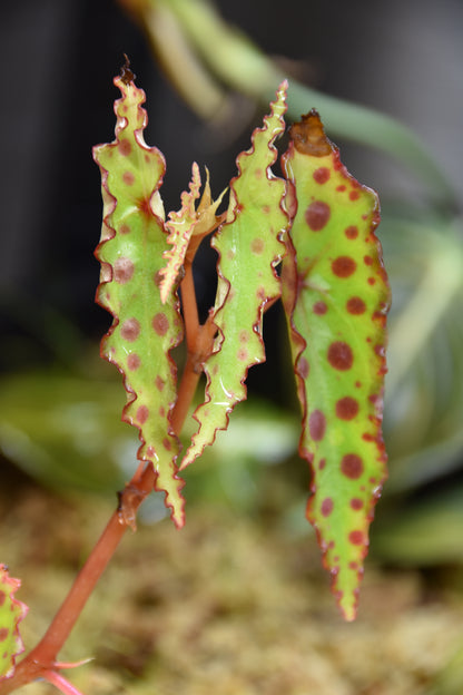 Begonia amphioxus