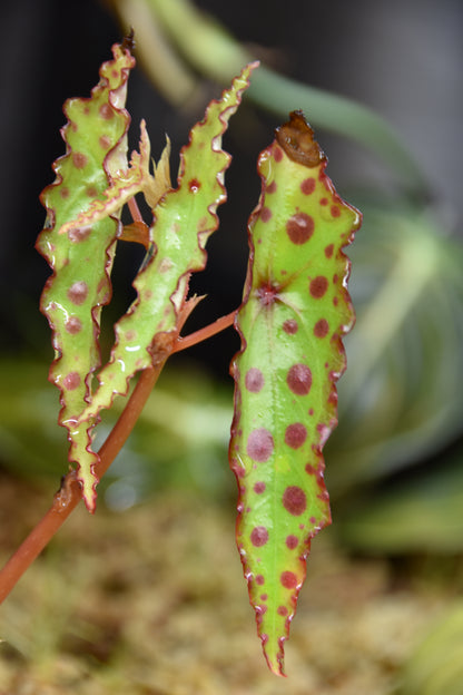 Begonia amphioxus