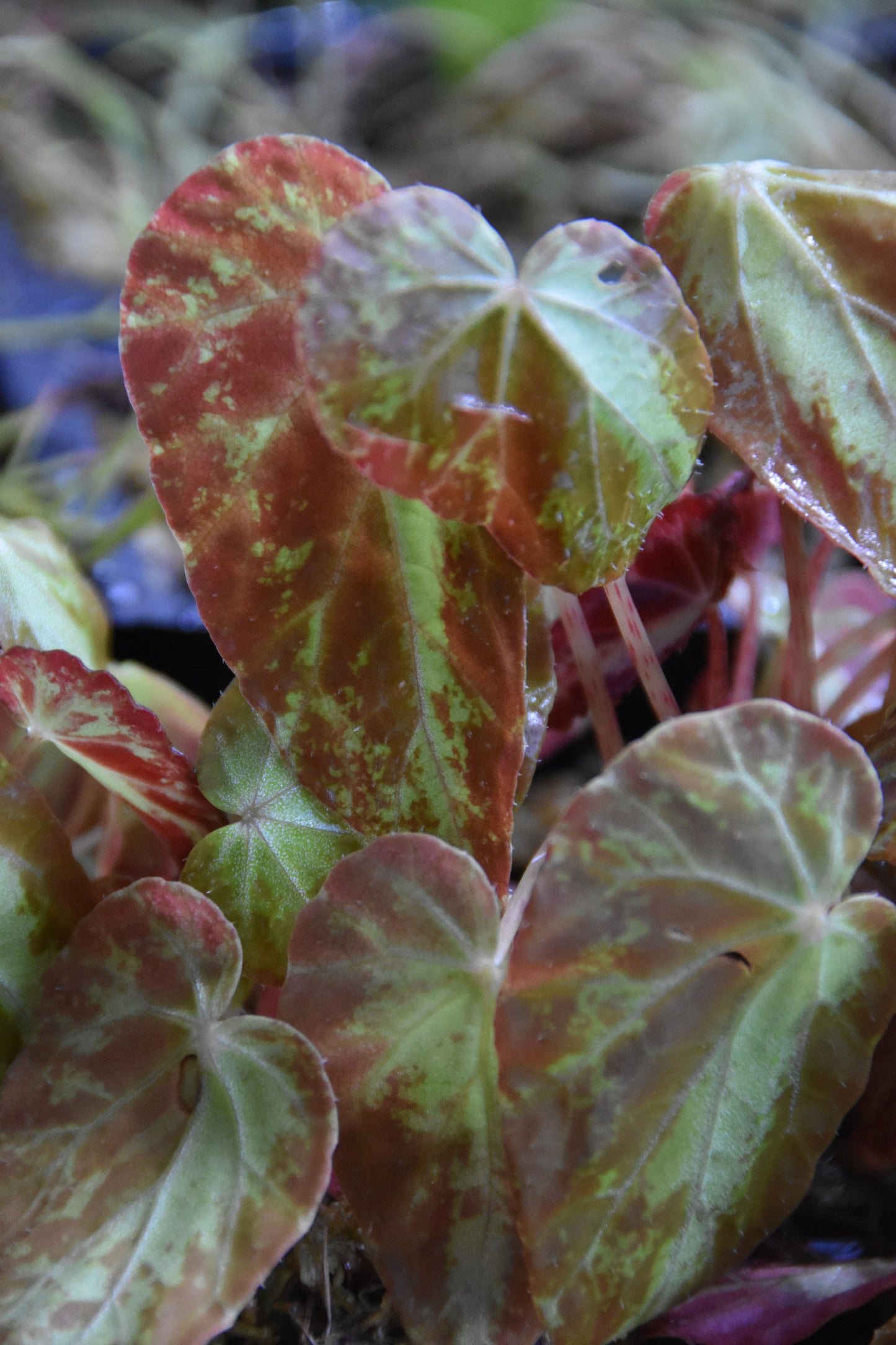 Begonia Burkilli