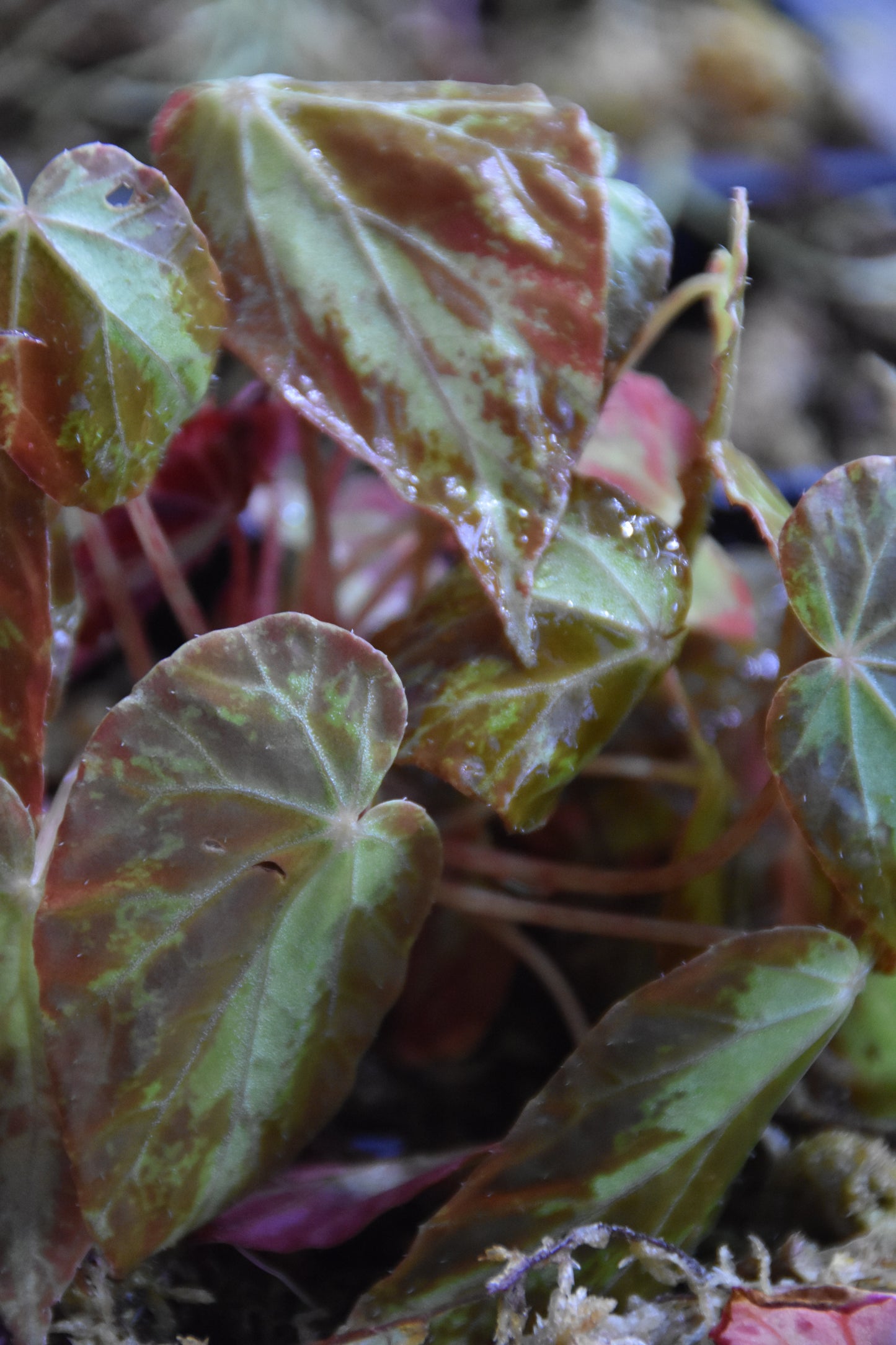 Begonia Burkilli