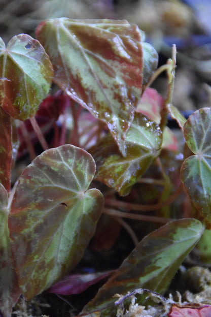 Begonia Burkilli