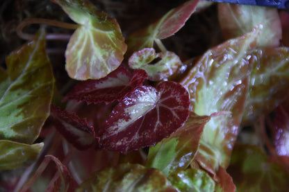 Begonia Burkilli