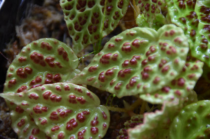 Begonia dracopelta