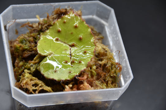 Begonia melanobullata