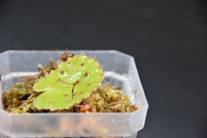 Begonia melanobullata