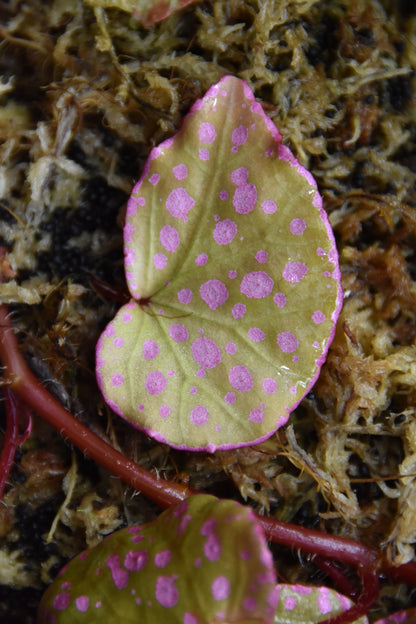 Begonia sp. Maura Wahua