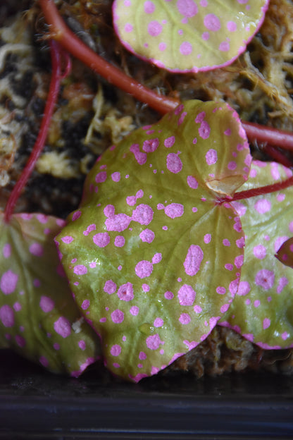 Begonia sp. Maura Wahua