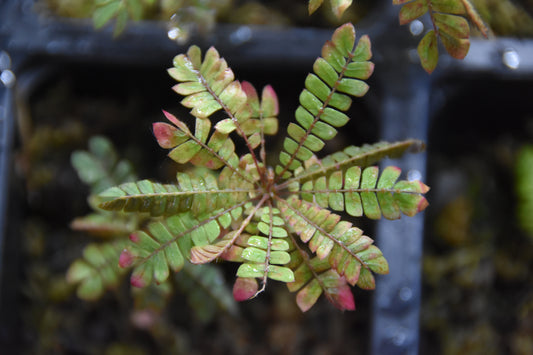 Biophytum sensitivum