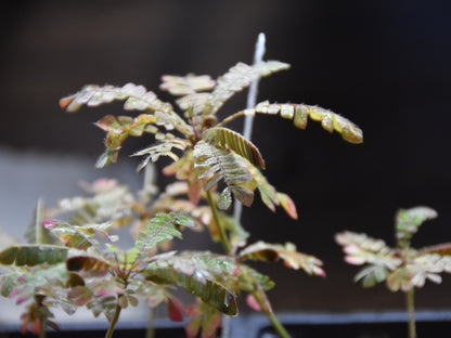 Biophytum sensitivum