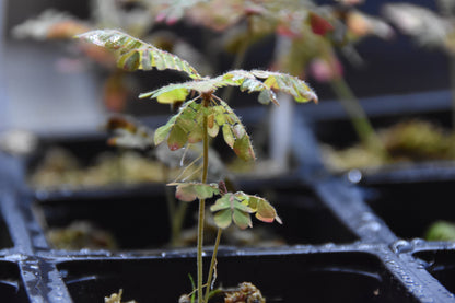 Biophytum sensitivum