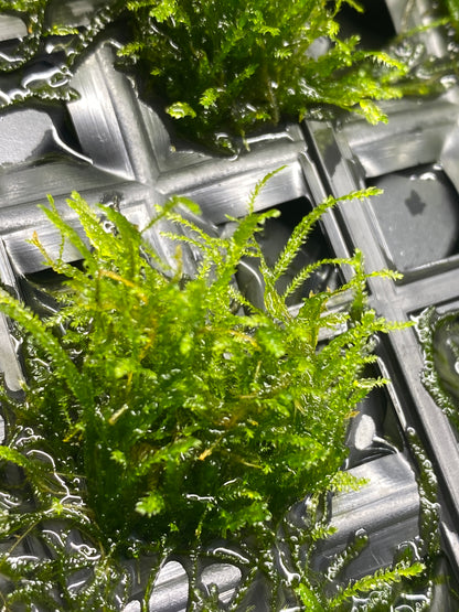 Taxiphyllum barbieri "Bogor Moss" (Java moss)