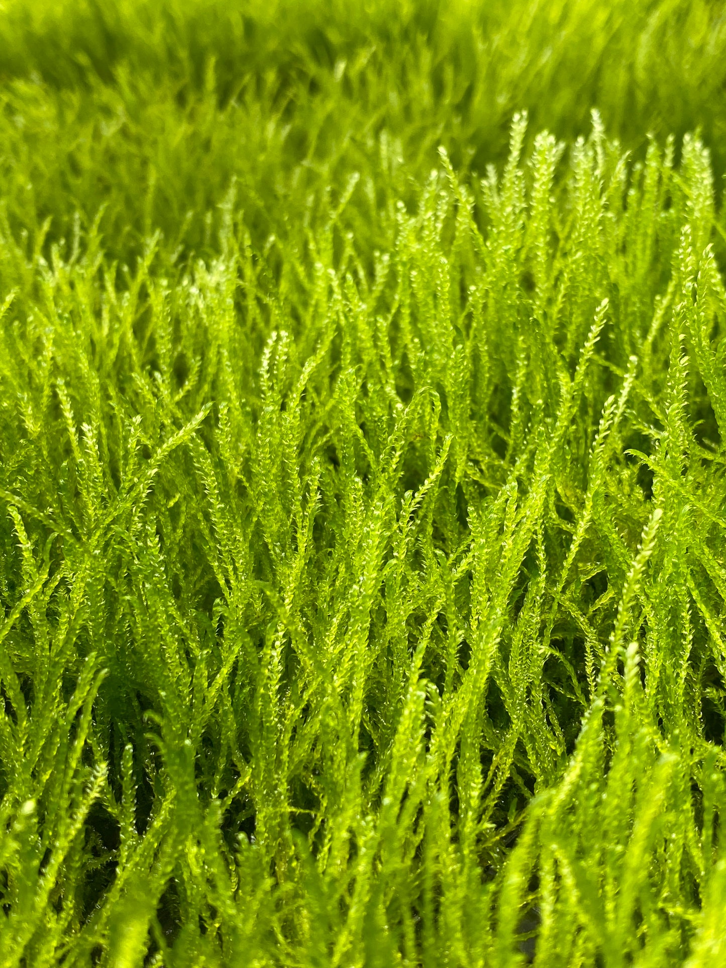 Taxiphyllum barbieri "Bogor Moss" (Java moss)