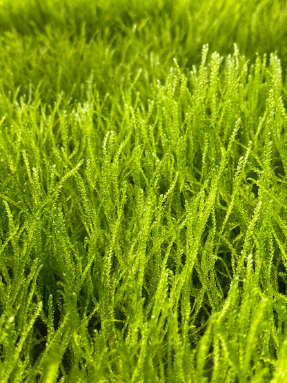 Taxiphyllum barbieri "Bogor Moss" (Java moss)