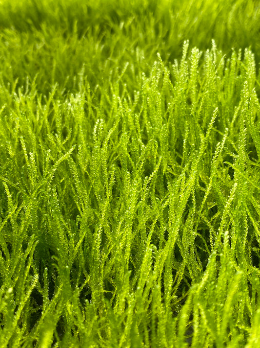 Taxiphyllum barbieri "Bogor Moss" (Java moss)