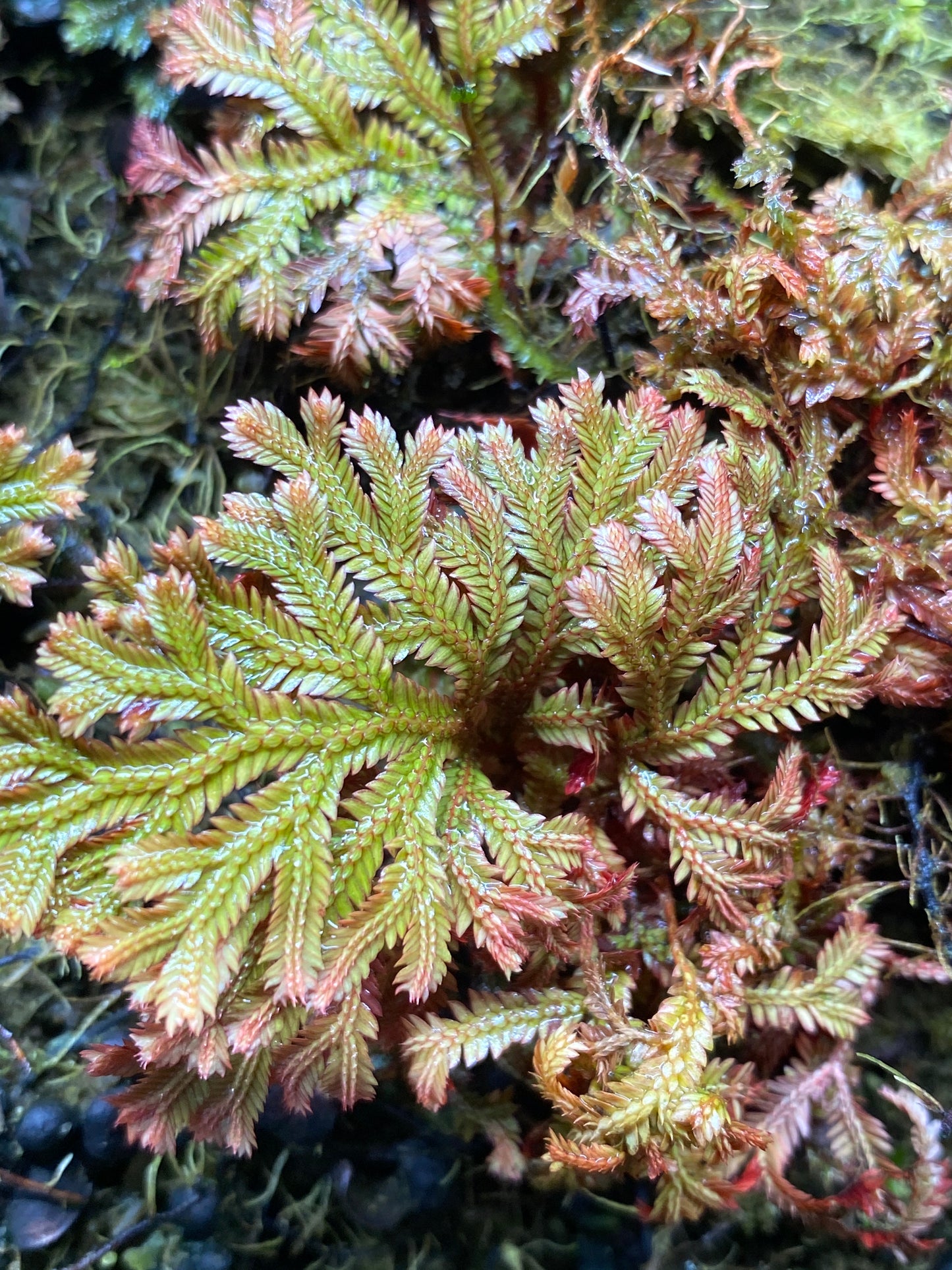 Selaginella  erythropus "Ruby Red"